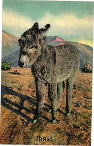 Old AZ PC Rags Baby Burro Donkey Colt Found by Photographer in Arizona Desert - Picture 1 of 2