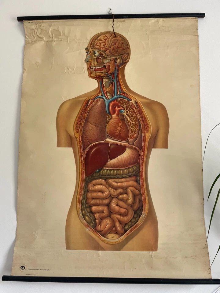 Carta escolar original vintage médica desmontable del sistema digestivo, estómago Foto 1 de 2