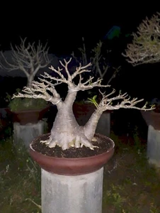 Adenium bonsai Arabicum Godji best character obesum bonsai - Picture 1 of 2