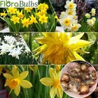 Narcissus 30 Mixed daffodil bulbs Spring flowering Bulbs Garden Plants