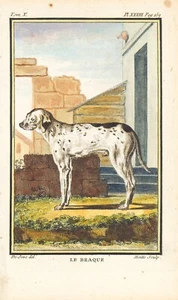 1758 French Dog Engraving "Le Braque" (Pointer) - Picture 1 of 4