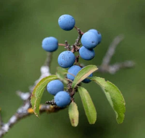 Prunus spinosa - Blackthorn | Sloe - Bild 1 von 2