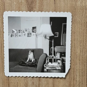 VINTAGE 1950er BORDER COLLIE WELPE HUND AUF KISSEN FAMILIE HAUSTIER EINHEIMISCHES FOTO - Bild 1 von 5
