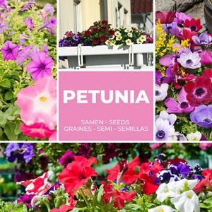 Petunie Seme Circa 250 Pezzo - Vielblumige Fiori - Mix Petunie Semi di Fiori - Foto 1 di 6