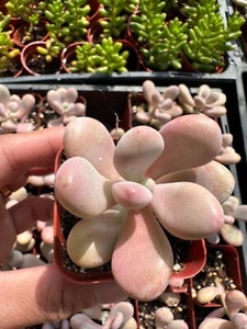 Pink moonstone succulent, Live Plants - Picture 1 of 4