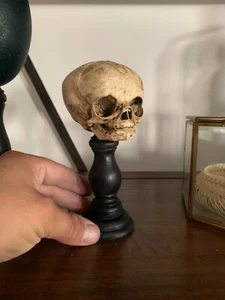 Oddities / Cabinet de curiosités / replique crane foetus sur socle bois tourné - Imagen 1 de 1
