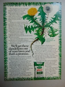 Get Dandelions Out Your Lawn Scotts 1975 más 2 anuncios impresos de arte vintage - Imagen 1 de 1