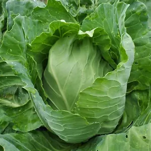 CABBAGE- EARLY JERSEY WAKEFIELD 300 Seeds HEIRLOOM cool season vegetable garden - Picture 1 of 5