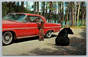 Postcard 1963 Pontiac Catalina Mother Black Bear Baby Cub Teddy bear - Picture 1 of 2