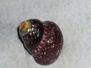 PHORCUS ARTICULATUS PINK BANDED, MONSTER - Picture 1 of 2
