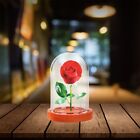  10 Pcs Mini Konservierte Blumenabdeckung Glaskuppeln Pflanze Vitrinenschrank
