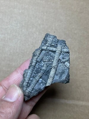 25g beautiful Triassic Natural crinoid specimen Geologic rock - Image 1 of 4