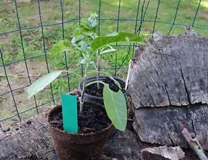 Yellow Angel Trumpet Datura Seeds quantity 10 seeds - Picture 1 of 4