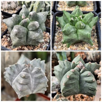 Astrophytum myriostigma ‘Kikko’ 10seeds 2025 year - Image 1 of 3