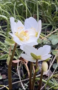 Christrose und Orientalische Nieswurz - Bild 1 von 3