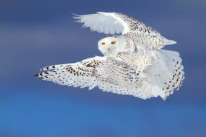 Búho nevado en vuelo por Jim Cumming fotografía de vida silvestre impresión de giclee envío gratis - Imagen 1 de 3