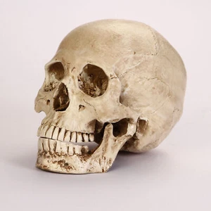 Lifesize Realistic Human Skull Replica Resin Model Anatomical Halloween Decor a - Imagen 1 de 10