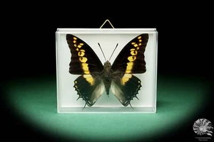 Charaxes castor Afrika Edelfalter rezent Schmetterling Präparat butterfly Insekt - Bild 1 von 5