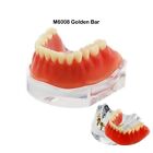 Multiple Types Dental Teaching Teeth Model Typodont Ortho Implant Practice Demo