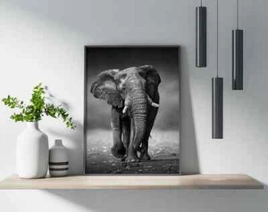 Póster Elefante Blanco y Negro Calidad Premium Elige tu Talla - Imagen 1 de 4