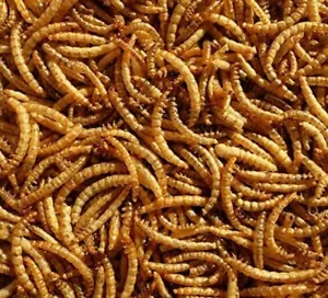 DRIED MEALWORMS PREMIUM QUALITY WILD BIRDS & HAMSTERS FOOD TREAT WORM 1KG 2KG - Picture 1 of 1