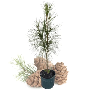Loblolly Pine Tree - Pinus Taeda - 1 Gallon Potted Plant - Picture 1 of 2