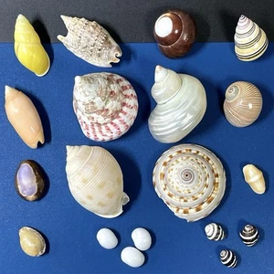 Arte artesanal de conchas de mar natural coloridas de Japón - Imagen 1 de 20