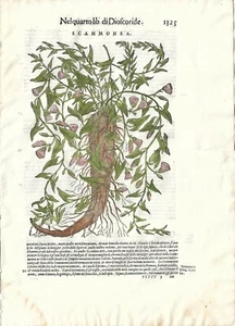 Stampa antica MATTIOLI MATTHIOLI erbario SCAMMONEA botanica 1604 Antique print - Foto 1 di 1