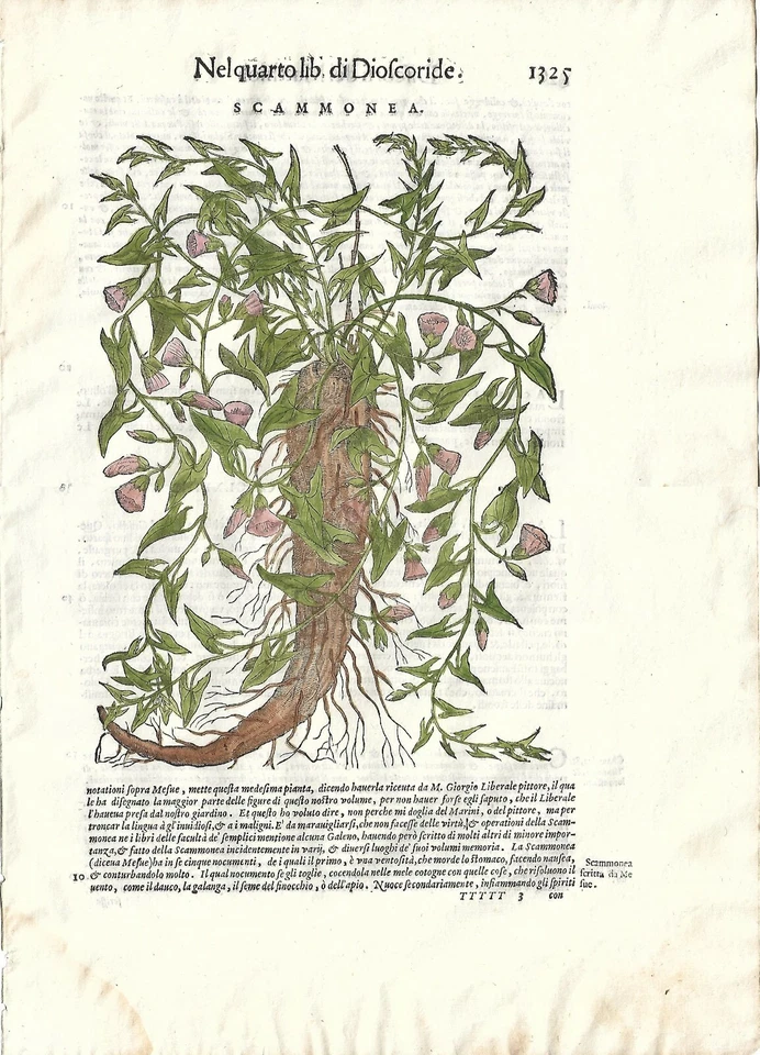 Stampa antica MATTIOLI MATTHIOLI erbario SCAMMONEA botanica 1604 Antique print - Immagine 1 di 1