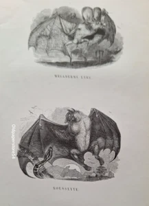 Radierungen 19. Jahr 1842 Tiere Gattung Narr: Fledermaus Megaderme / Roussette - Bild 1 von 2