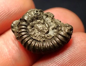 Pyrit Ammonit Fossil Crucilobiceras (18 mm) Charmouth Juraküste Fossilien UK - Bild 1 von 3