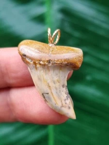 3,4 cm heller gemusterter Zahn des Isurus planus als Anhänger - Hai Zahn Fossil - Bild 1 von 2