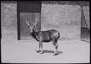 Linterna mágica de vidrio diapositiva ciervo en pluma de zoológico foto c1900 - Imagen 1 de 2