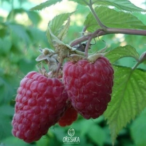 Very big Raspberry Maroseika 50 PCS / 150 PCS fresh seeds - Picture 1 of 7