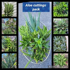 Aloes, succulents, cuttings pack, plants, cacti, - Picture 1 of 10