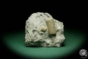 Crinoidea Schweden Crinoidenstiel Silur echinoderm Fossil Deko deco - Bild 1 von 8