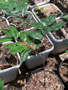 Brosimum guianense Snakewood 1 Foot tall Sapling Ultra Rare Tropical Fruit Tree - Picture 1 of 1