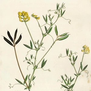 RARO 1777 CURTIS FLORA LONDINENSIS Coloreado a Mano Folio Grabado GUISANTE AMARILLO - Imagen 1 de 7