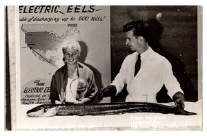 HERMOSA BEACH, CALIFORNIA - ELECTRIC EELS - OLD REAL PHOTO POSTCARD - Picture 1 of 2
