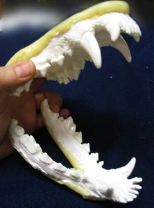 Enorme pastore tedesco arte mascelle denti fusi replica tassidermia - Foto 1 di 6