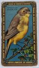 1911 T43 American Tobacco Bird Series Mecca Cigarettes Canadian Warbler