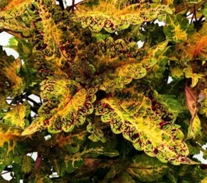 JT 2516XU Coleus golden Dream ortiga colorida Koleus semillas pieza 10 - Imagen 1 de 1