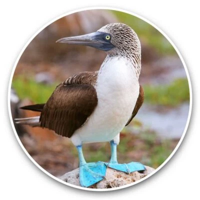 2 x Vinyl Stickers 20cm  - Blue Footed Booby Galapagos National Park  #44366 - Image 1 of 4