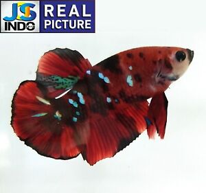 live betta fish HMPK Red Koi Face Monkey Male Real Picture form indonesia