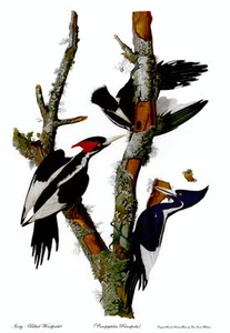 Impresión artística Audubon pájaro carpintero pico marfil 30x44 edición numerada a mano - Imagen 1 de 1