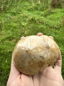 Double Fossil Polished Sea Urchin Madagascar Holectypus depressus - Picture 1 of 13