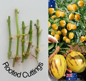Pepino Melon x 6 Organic Rooted Cuttings - 培皮诺瓜 - Australian Grown Fruit - Picture 1 of 4
