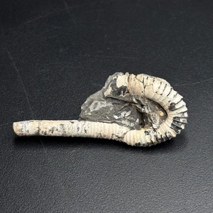 Heteroptychoceras obatai ammonite – Late Cretaceous Campanian, Hokkaido Japan - Picture 1 of 6