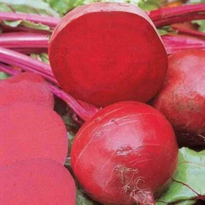 Ruby Queen Beet Seeds 200 Ct Vegetable Garden NON-GMO USA SELLER FREE SHIPPING - Picture 1 of 2