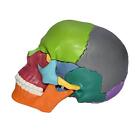Palm Sized 1:1 PVC Human Skull Model Teaching Equipment Learning Puzzle Toy